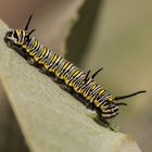 Danaus chrysippus