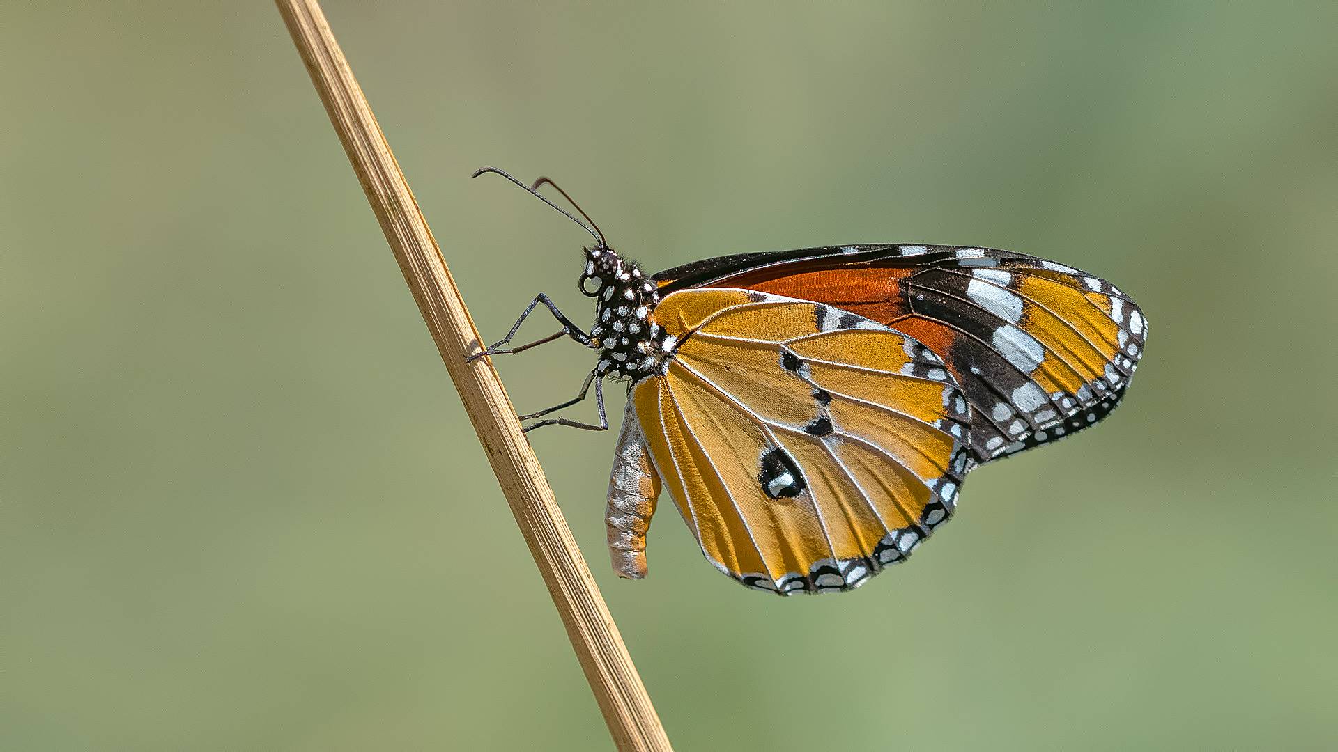 Danaus chrysippus