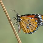 Danaus chrysippus