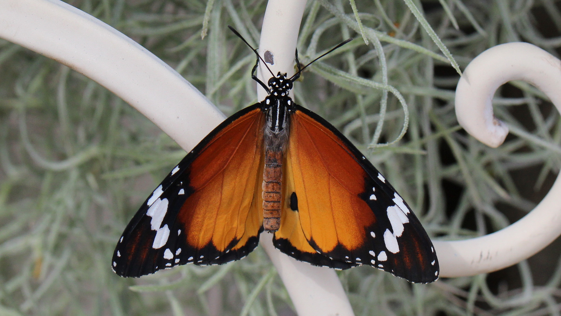 Danaus chrysippus