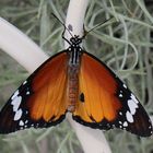 Danaus chrysippus