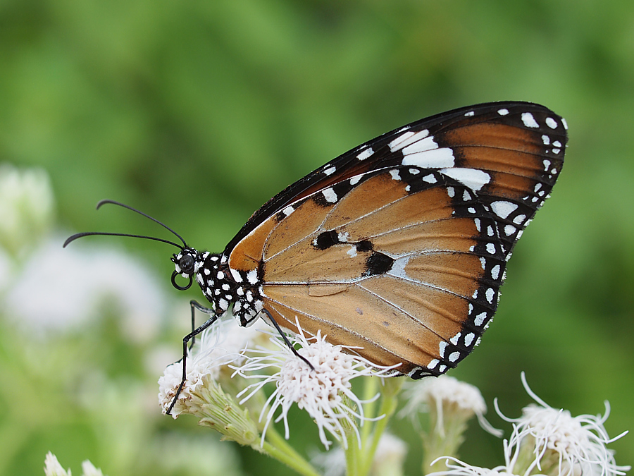 Danaus chrysippus