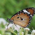 Danaus chrysippus