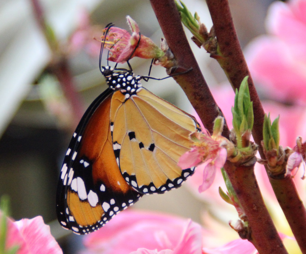 Danaus chrysippus- kleiner Monarchfalter 