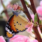 Danaus chrysippus- kleiner Monarchfalter 