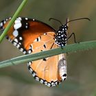 Danaus chrysippus01, Al Ain Zoo, 27.10.2017