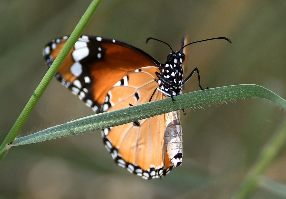 Danaus chrysippus01, Al Ain Zoo, 27.10.2017