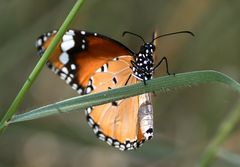 Danaus chrysippus01, Al Ain Zoo, 27.10.2017