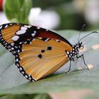 Danaus crysippus, kleiner Monarch