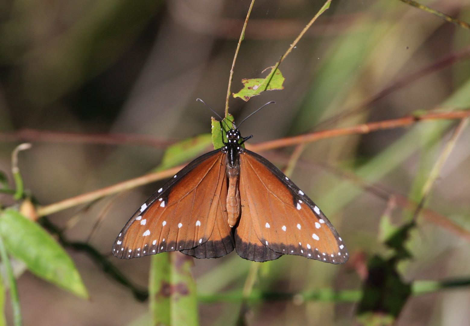 Danaus gilippus strigosus