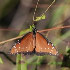 Danaus gilippus strigosus