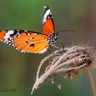 Danaus melanippus hegesippus (The White Tiger)