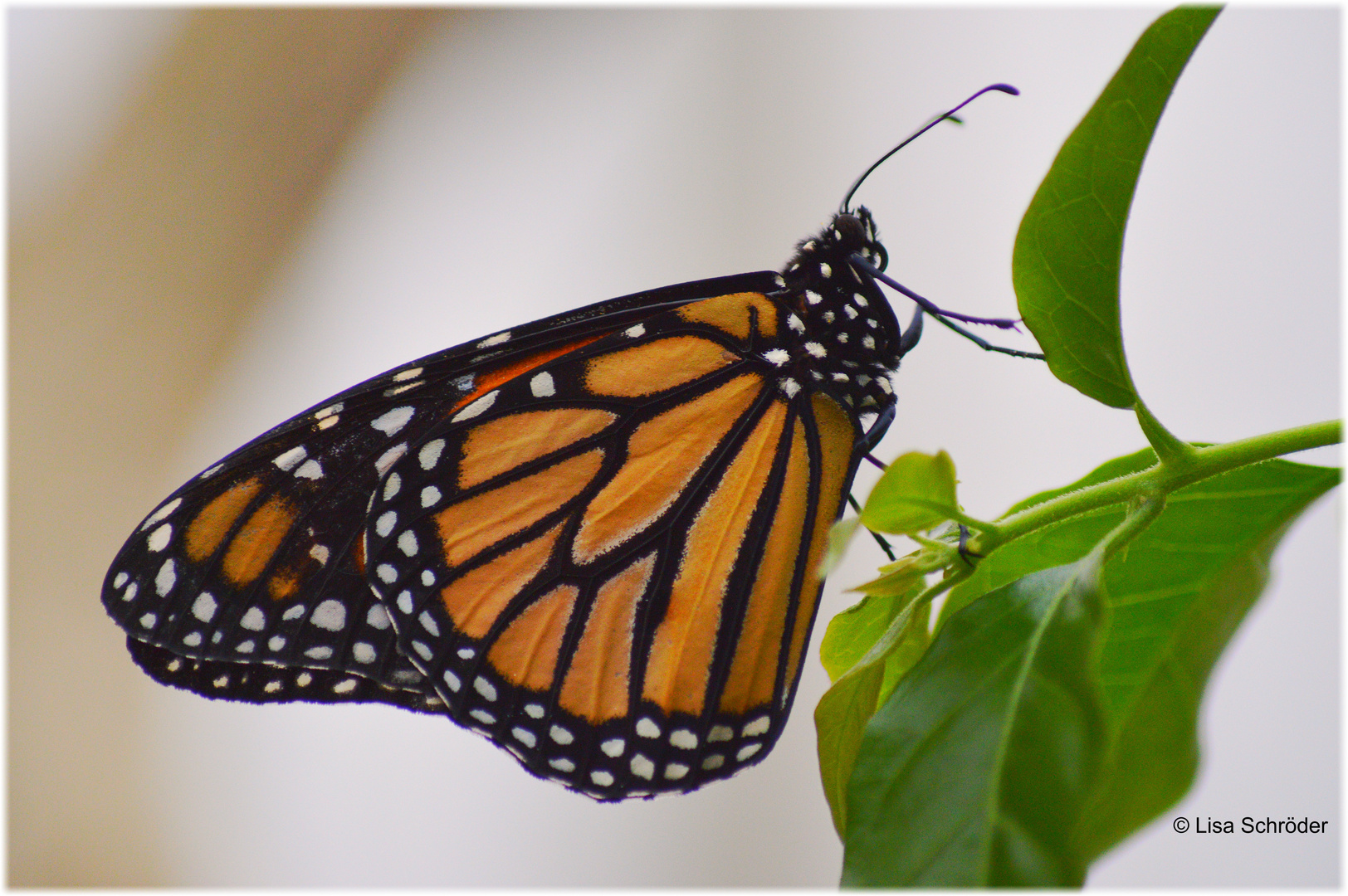 *Danaus Plexippus*