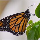 *Danaus Plexippus*