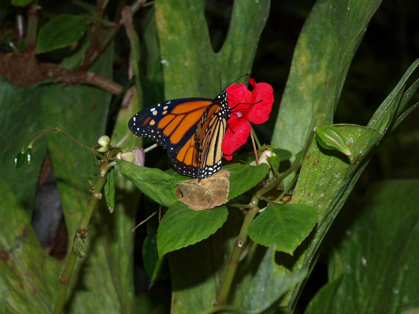 Danaus plexippus 2