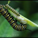 Danaus plexippus (2)