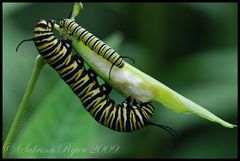 Danaus plexippus (2)