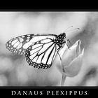 Danaus plexippus