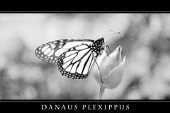 Danaus plexippus