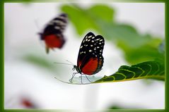 Danaus Plexippus 3