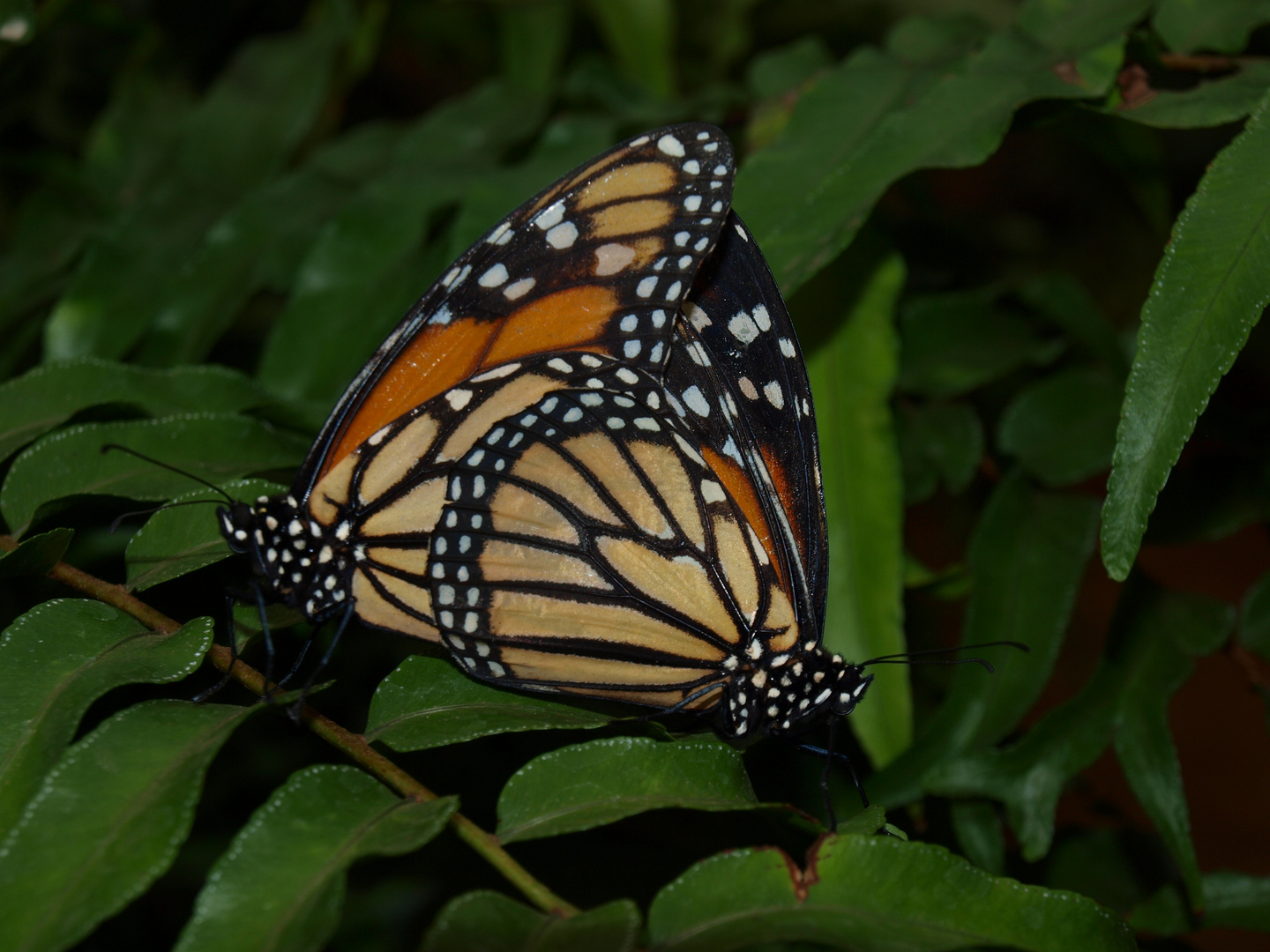 Danaus plexippus