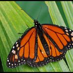 Danaus plexippus