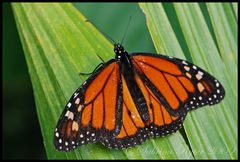 Danaus plexippus