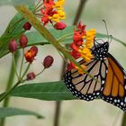 Danaus plexippus