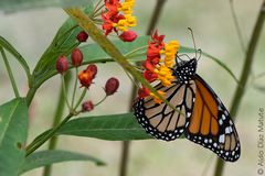 Danaus plexippus