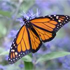 Danaus plexippus