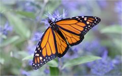 Danaus plexippus