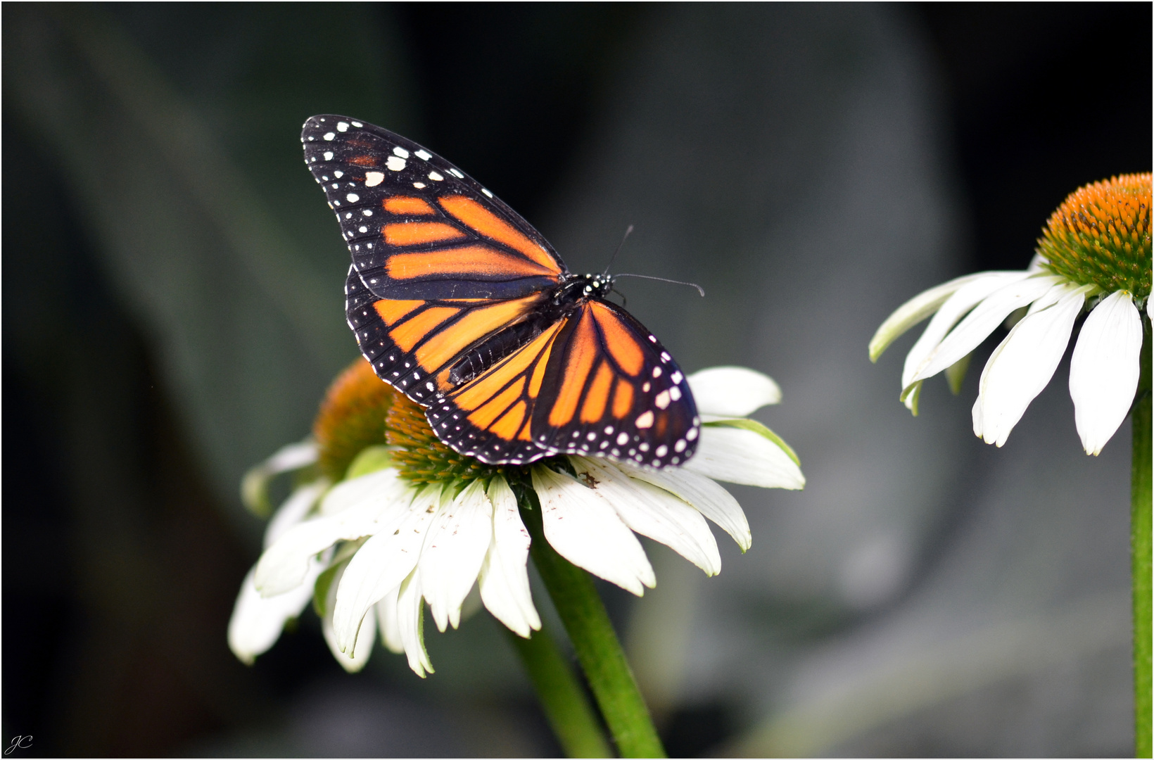 Danaus plexippus