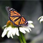 Danaus plexippus