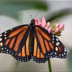 Danaus plexippus