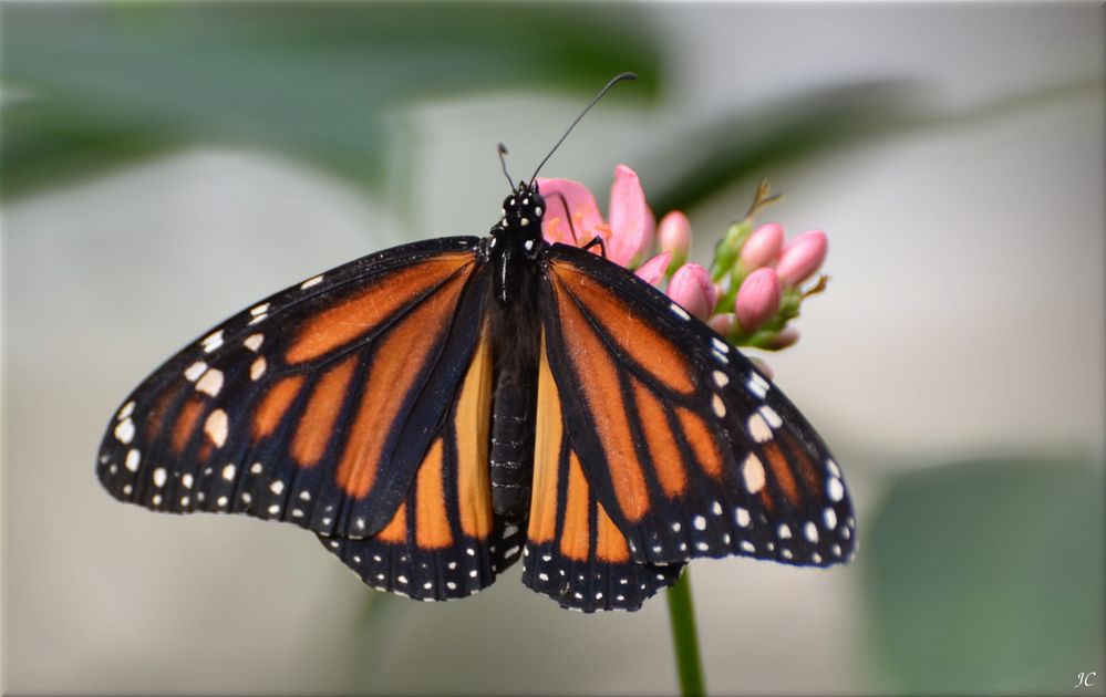 Danaus plexippus