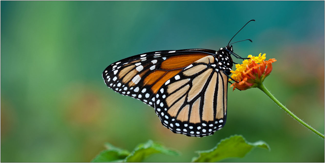 Danaus plexippus