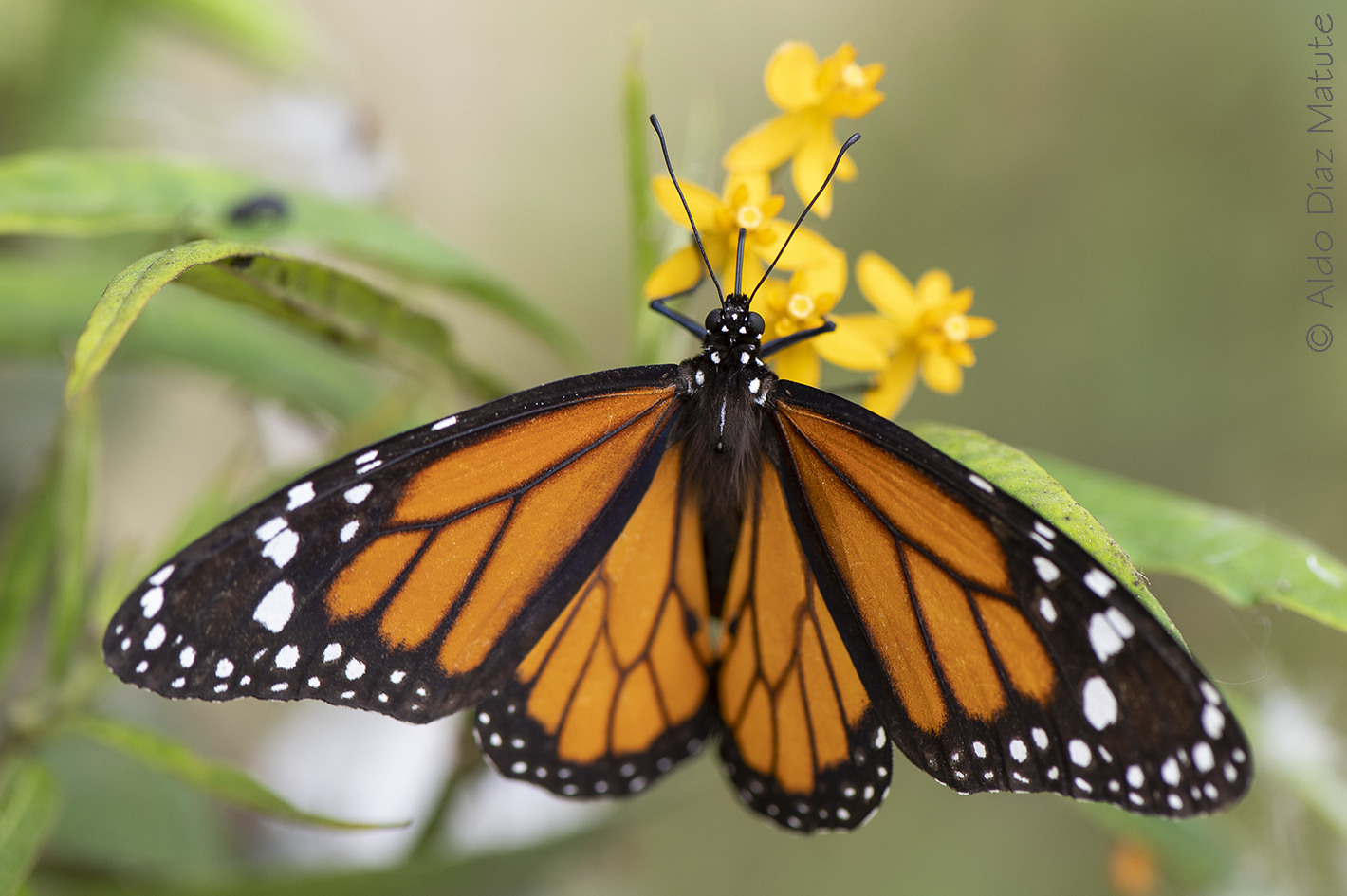 Danaus plexippus