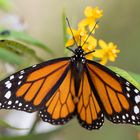 Danaus plexippus