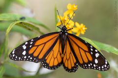 Danaus plexippus