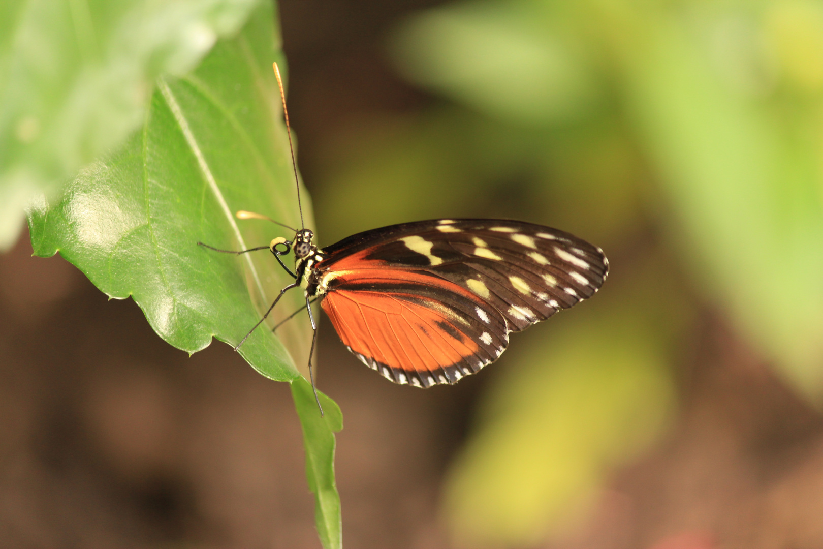 Danaus plexippus (Amerika)