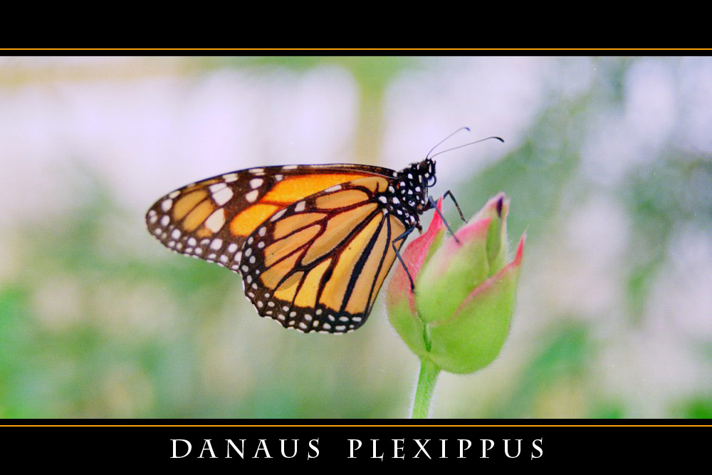 Danaus plexippus (color)