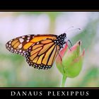 Danaus plexippus (color)