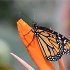 Danaus plexippus