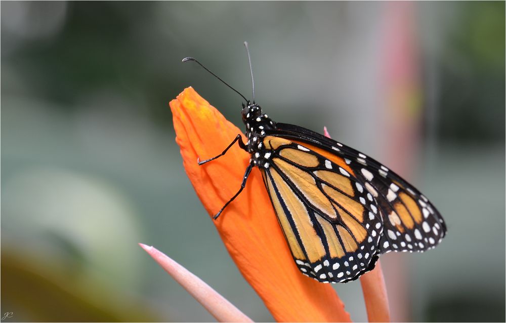 Danaus plexippus