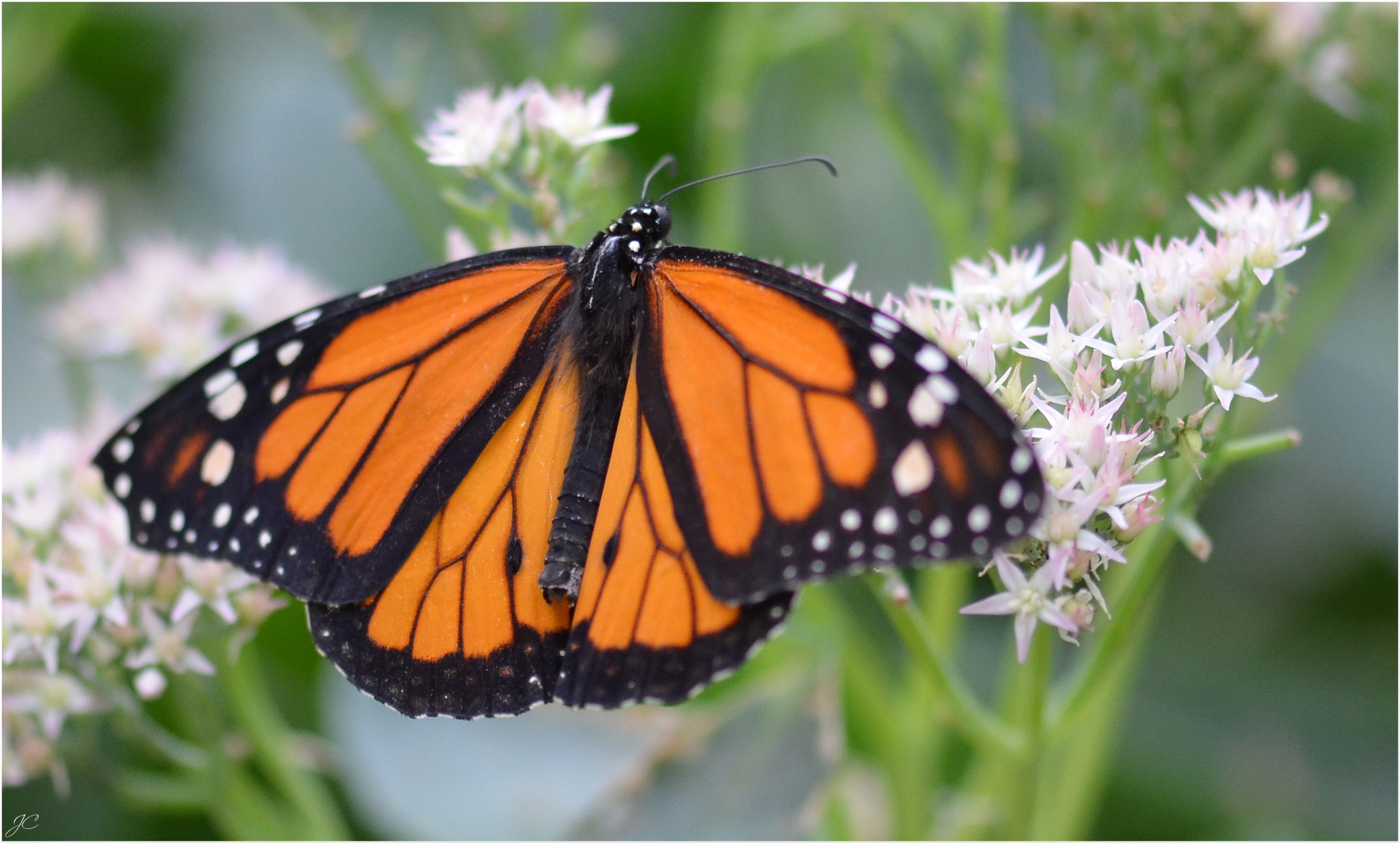 Danaus plexippus