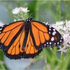 Danaus plexippus