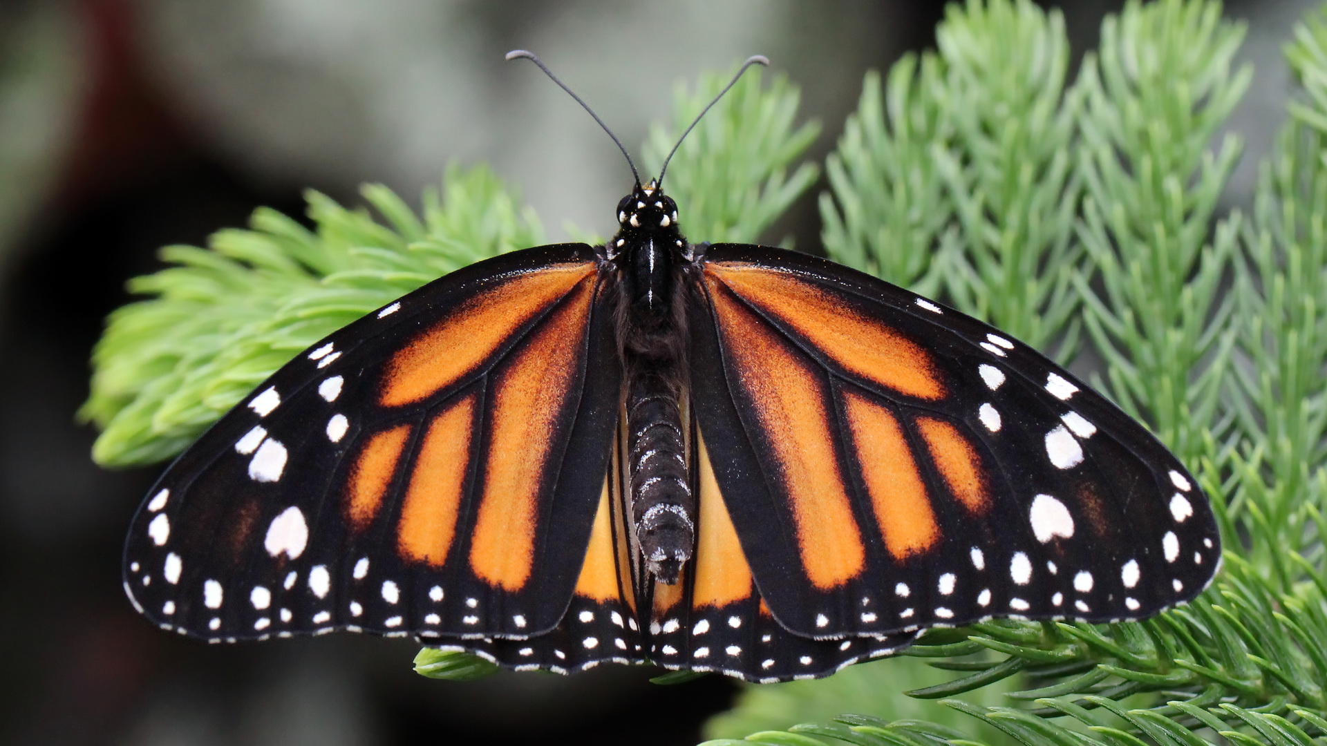 Danaus plexippus