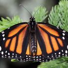 Danaus plexippus