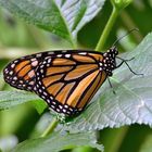 Danaus Plexippus ( la Monarca )