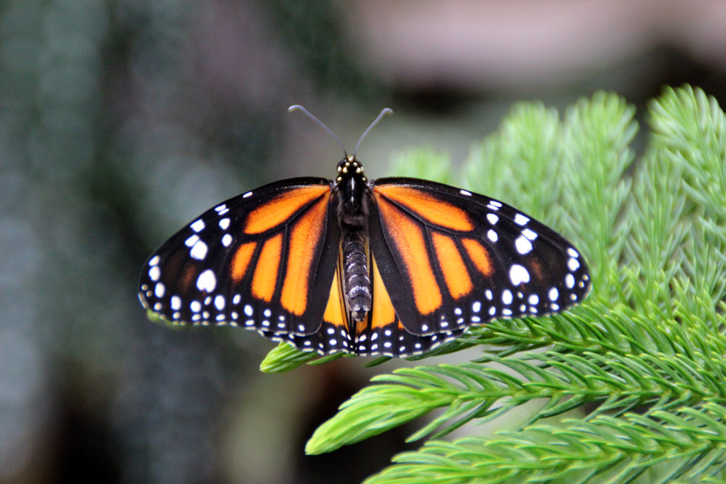 Danaus plexxipus- großer Monarchfalter 